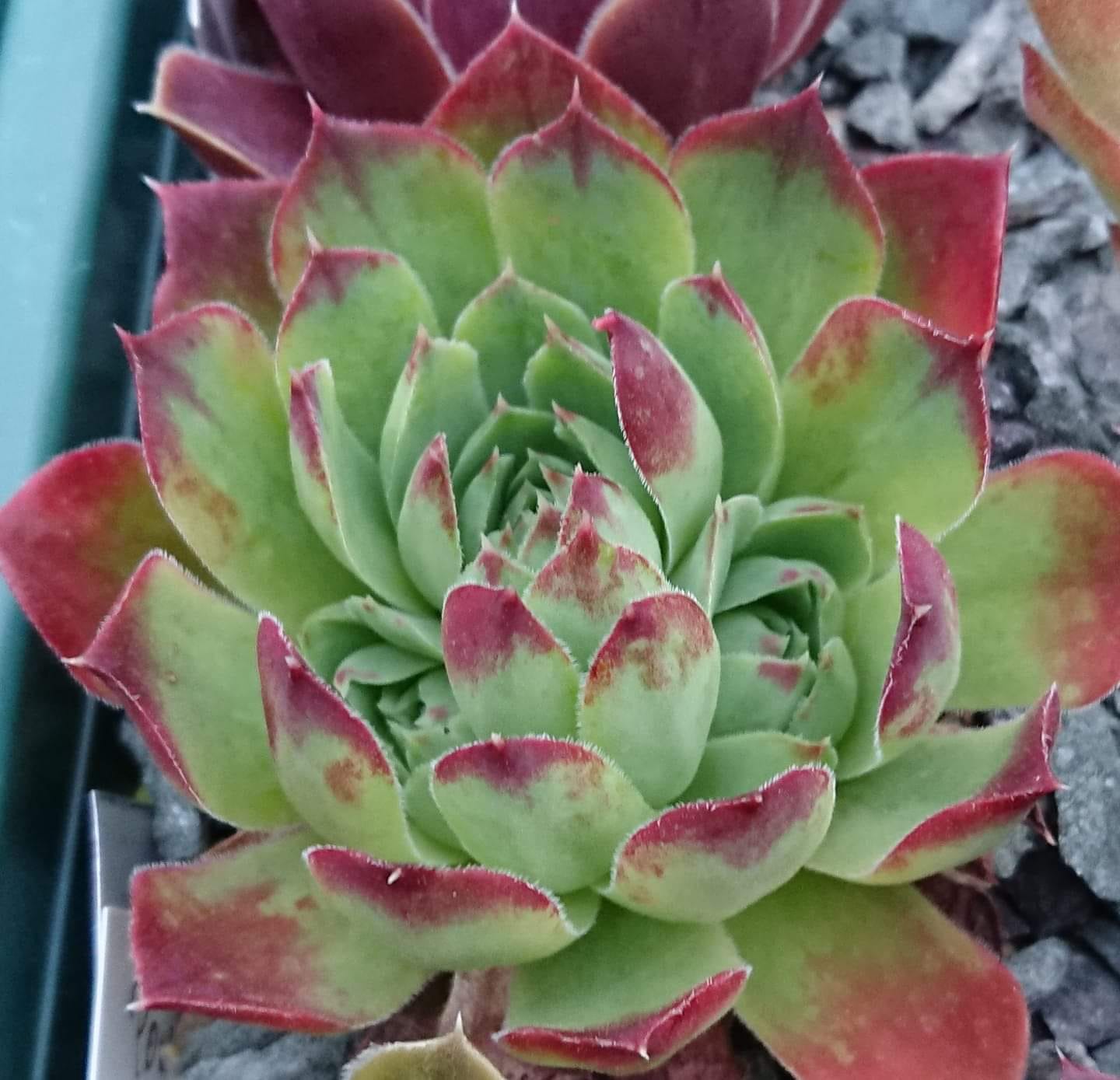 Power Pink