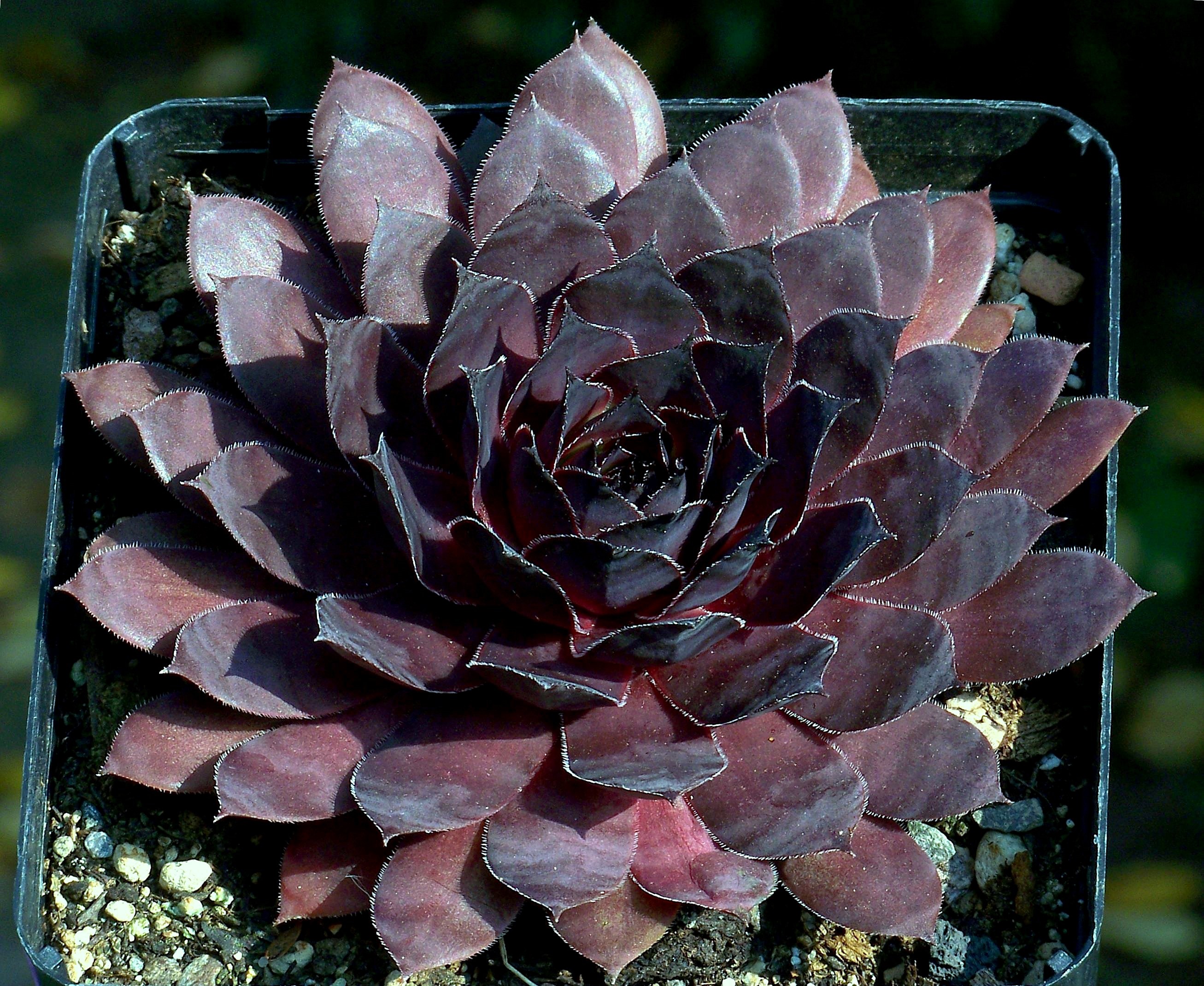 Black Jack