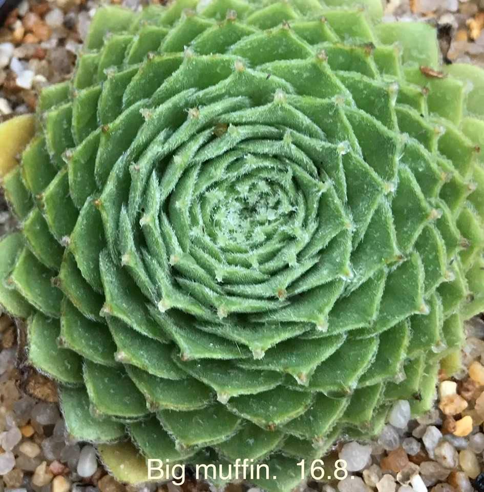 Big Muffin