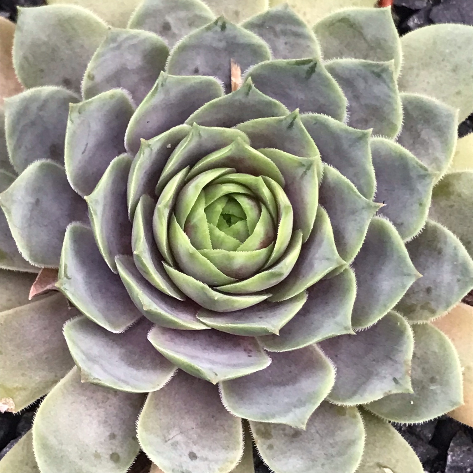 Blue Rockoon