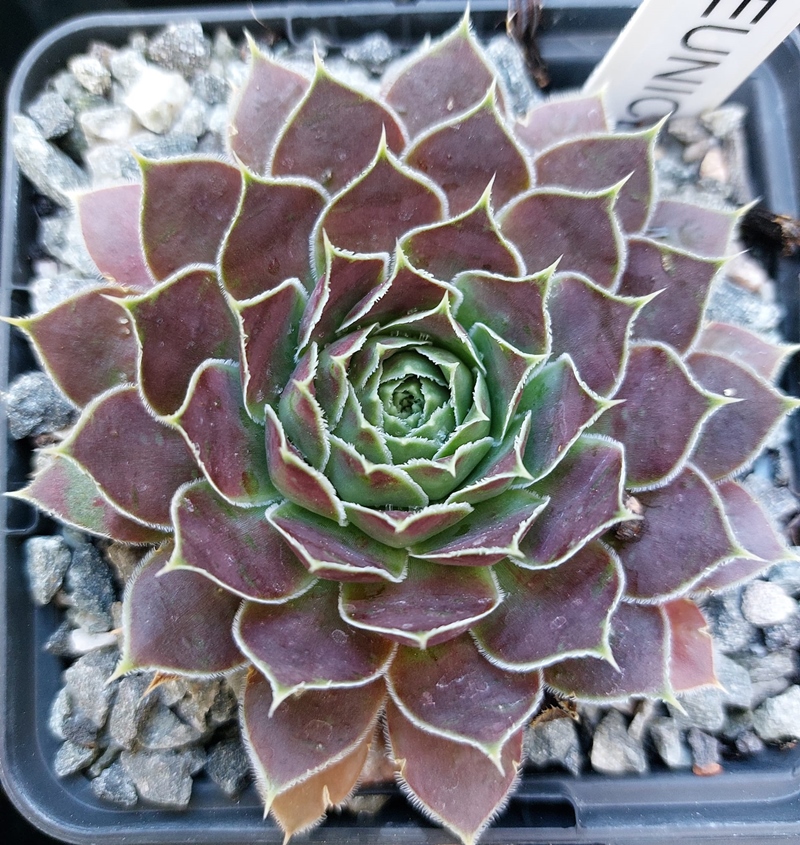 Eunice / Jovi