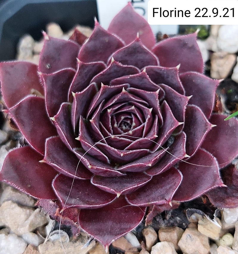 Florine / Jovi