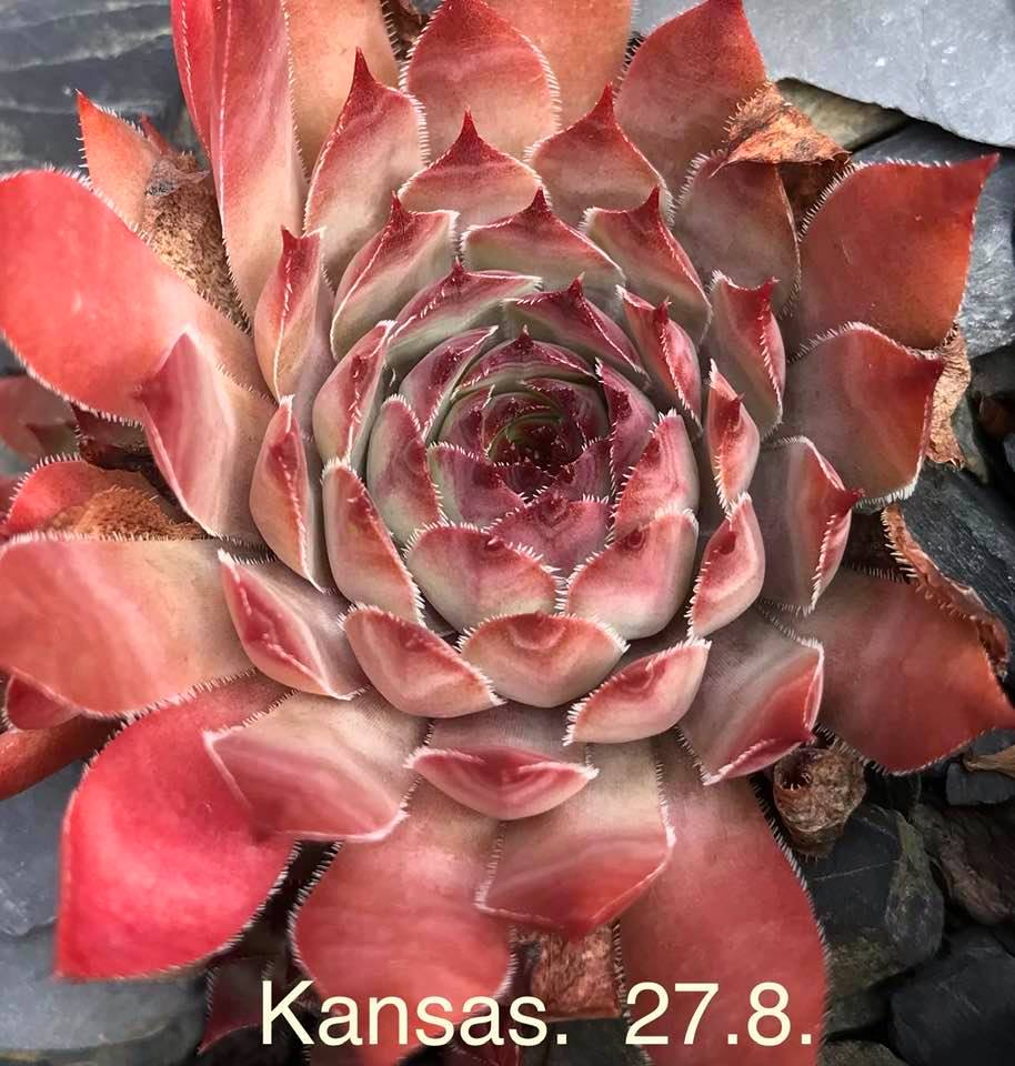 Kansas