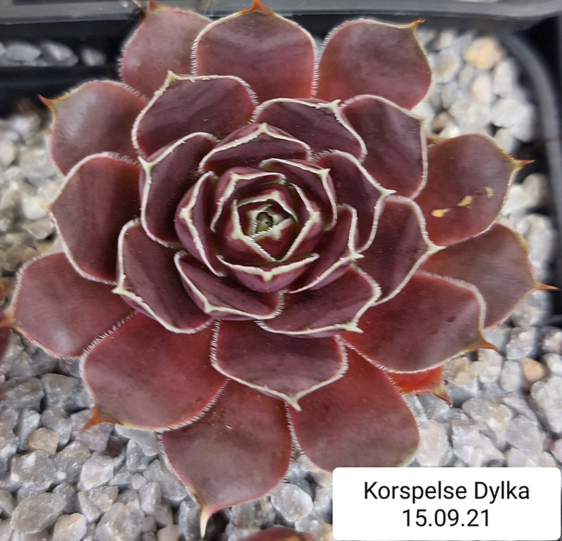 Korspelse Dylka / Jovi