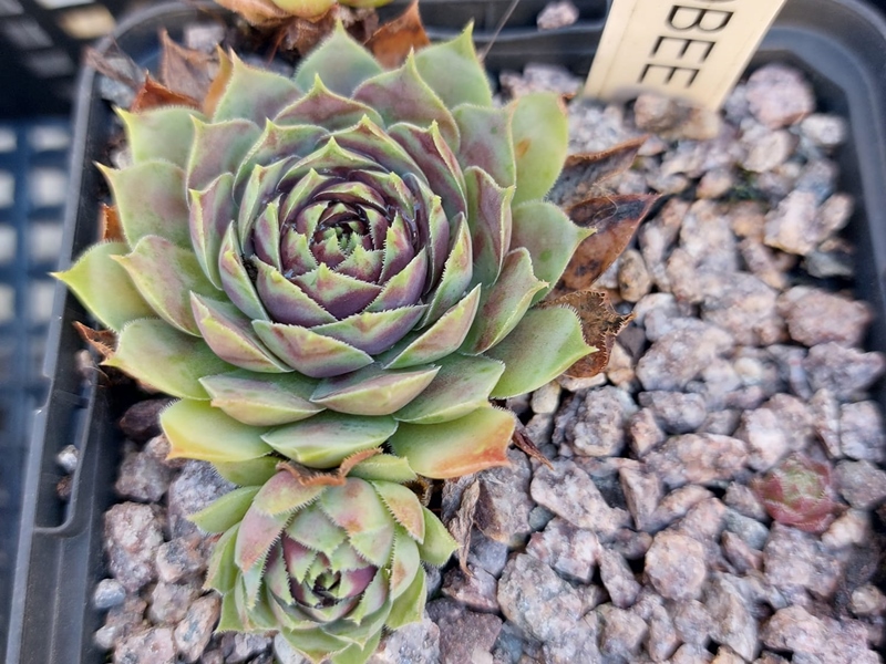 Korspelse Jacobee