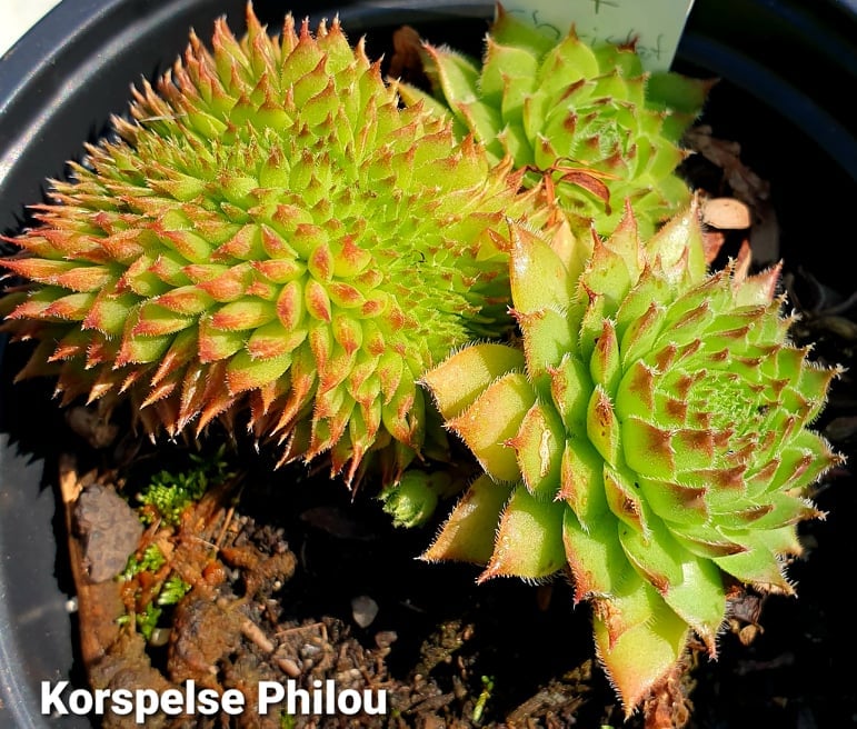 Korspelse Philou