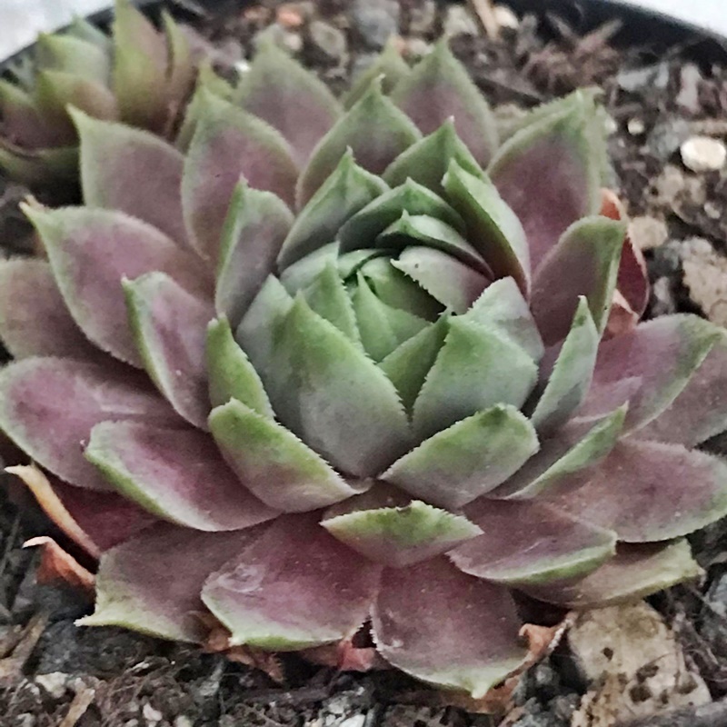 Pink Lotus