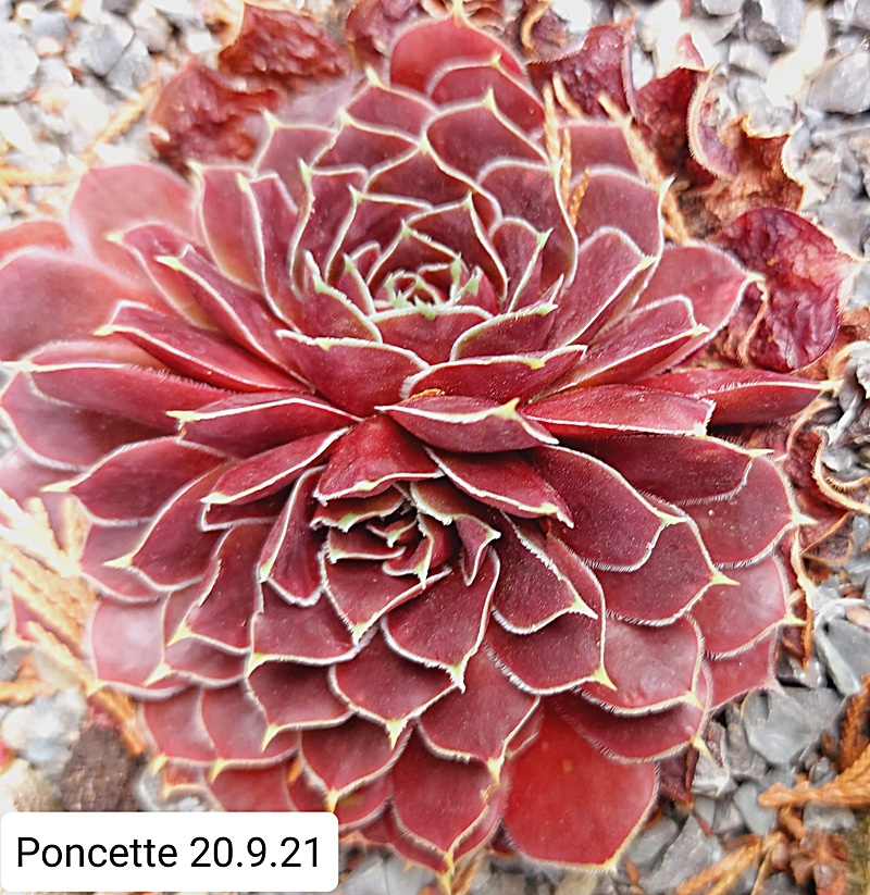 Poncette / Jovi
