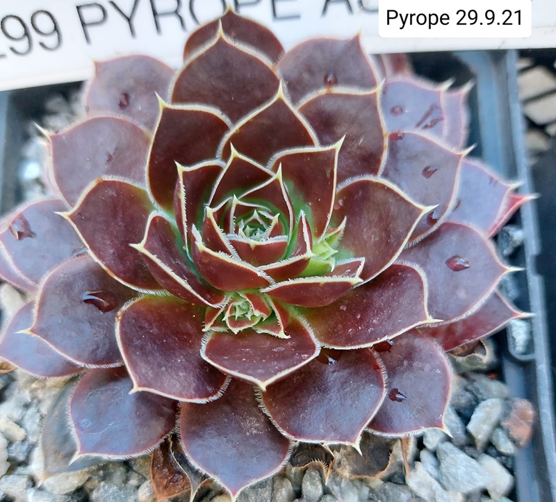 Pyrope / Jovi