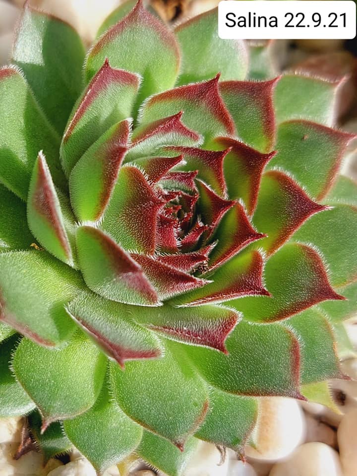 Salina