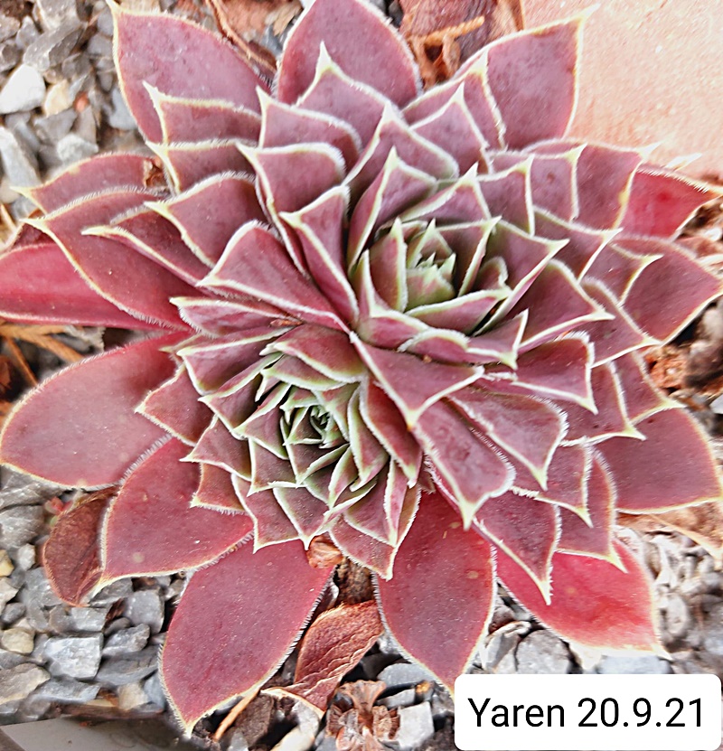 Yaren / Jovi