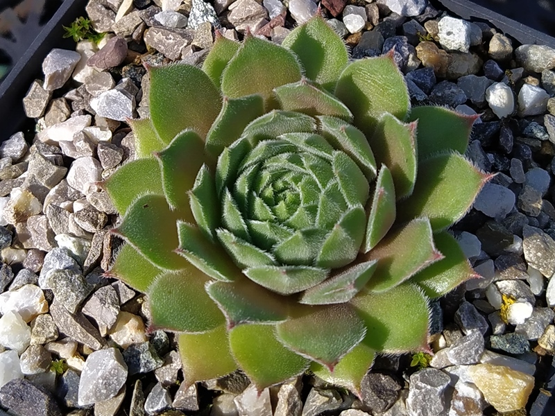 Yellow Citrin