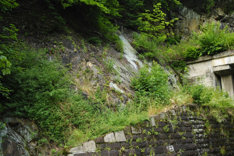 montanum ssp. heterophyllum from Kraľovany, Tunnel