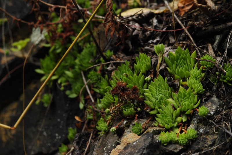 montanum ssp. heterophyllum from Kraľovany, Tunnel