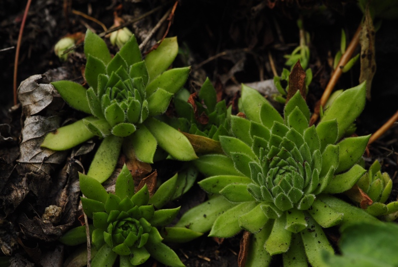 montanum ssp. heterophyllum from Kraľovany, Tunnel
