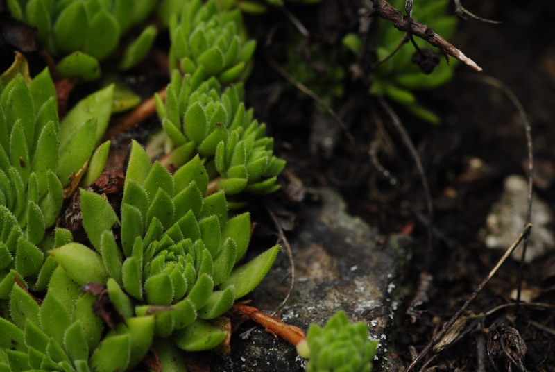 montanum ssp. heterophyllum from Kraľovany, Tunnel