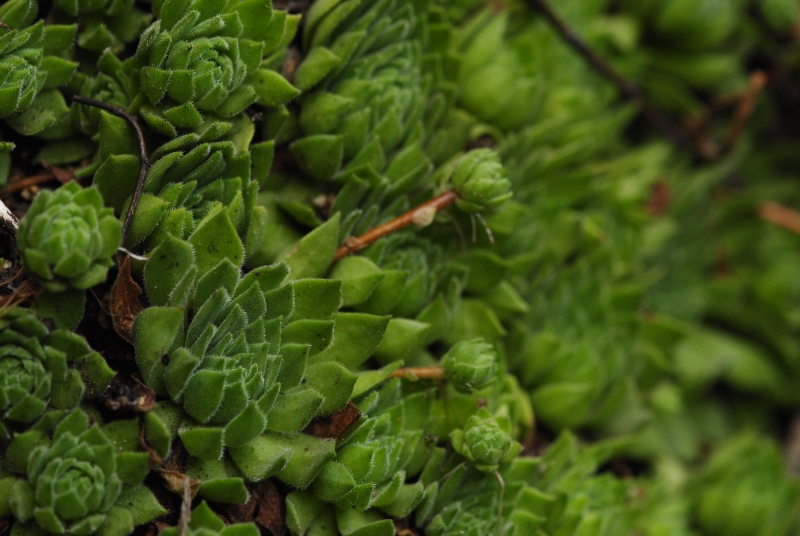 montanum ssp. heterophyllum from Kraľovany, Tunnel