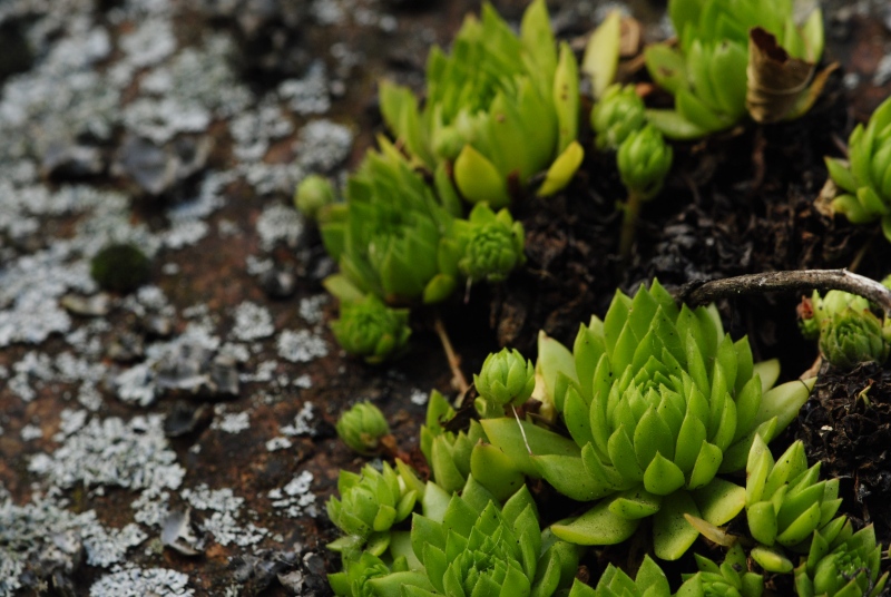 montanum ssp. heterophyllum from Kraľovany, Zusammenfluss