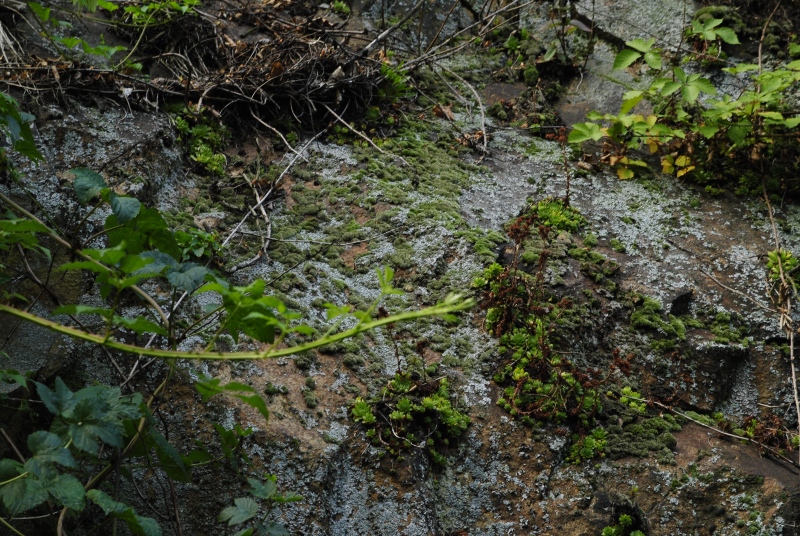 montanum ssp. heterophyllum from Kraľovany, Zusammenfluss