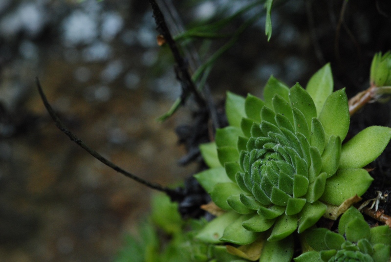 montanum ssp. heterophyllum from Kraľovany, Zusammenfluss