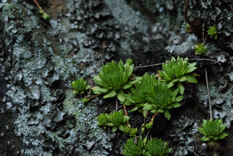 montanum ssp. heterophyllum from Kraľovany, Zusammenfluss