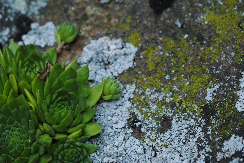 montanum ssp. heterophyllum from Kraľovany, Zusammenfluss