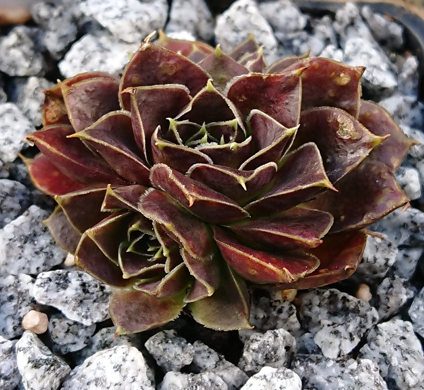 Koreana