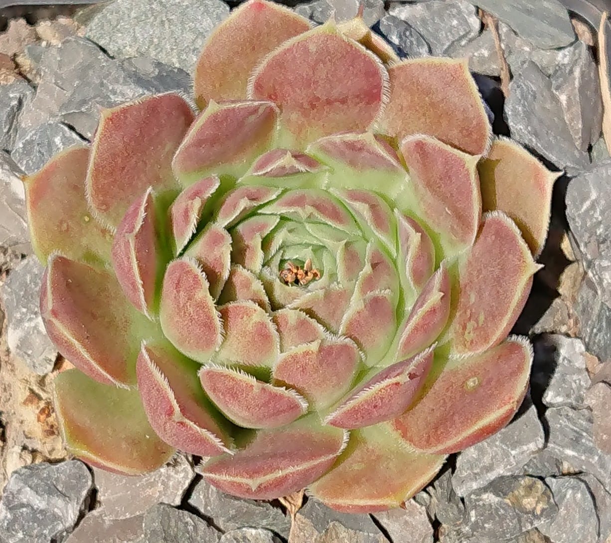 Aureggi