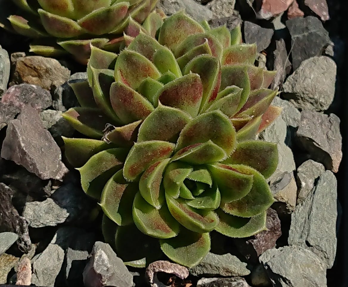 Andalib