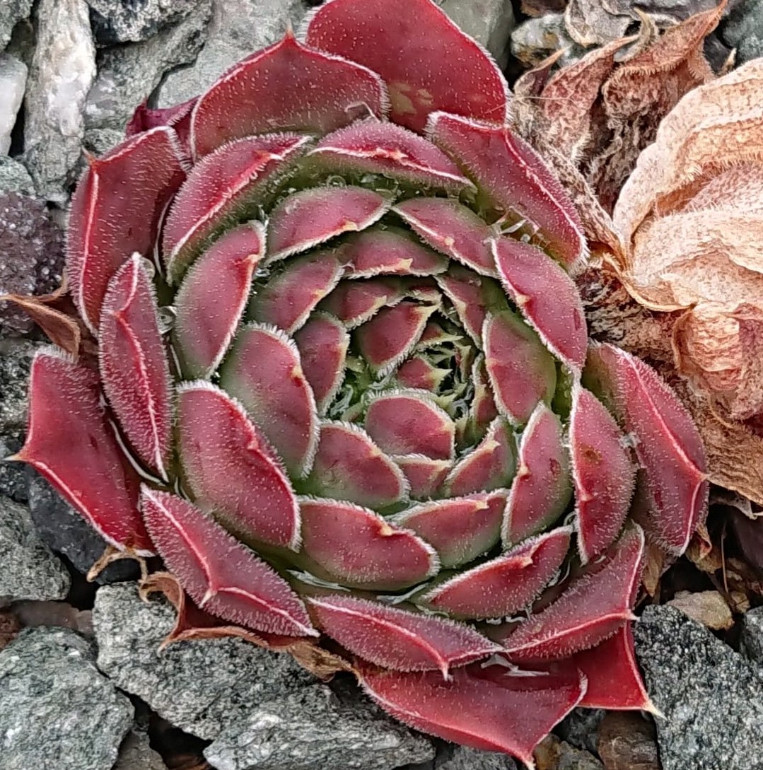 Anyuta