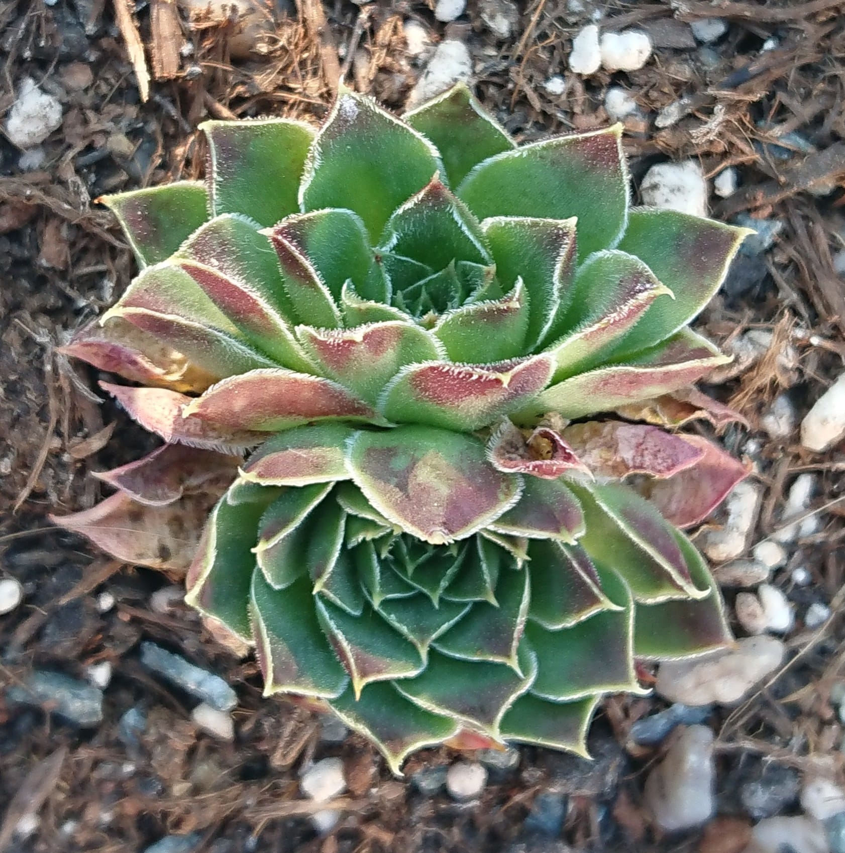 Anyuta