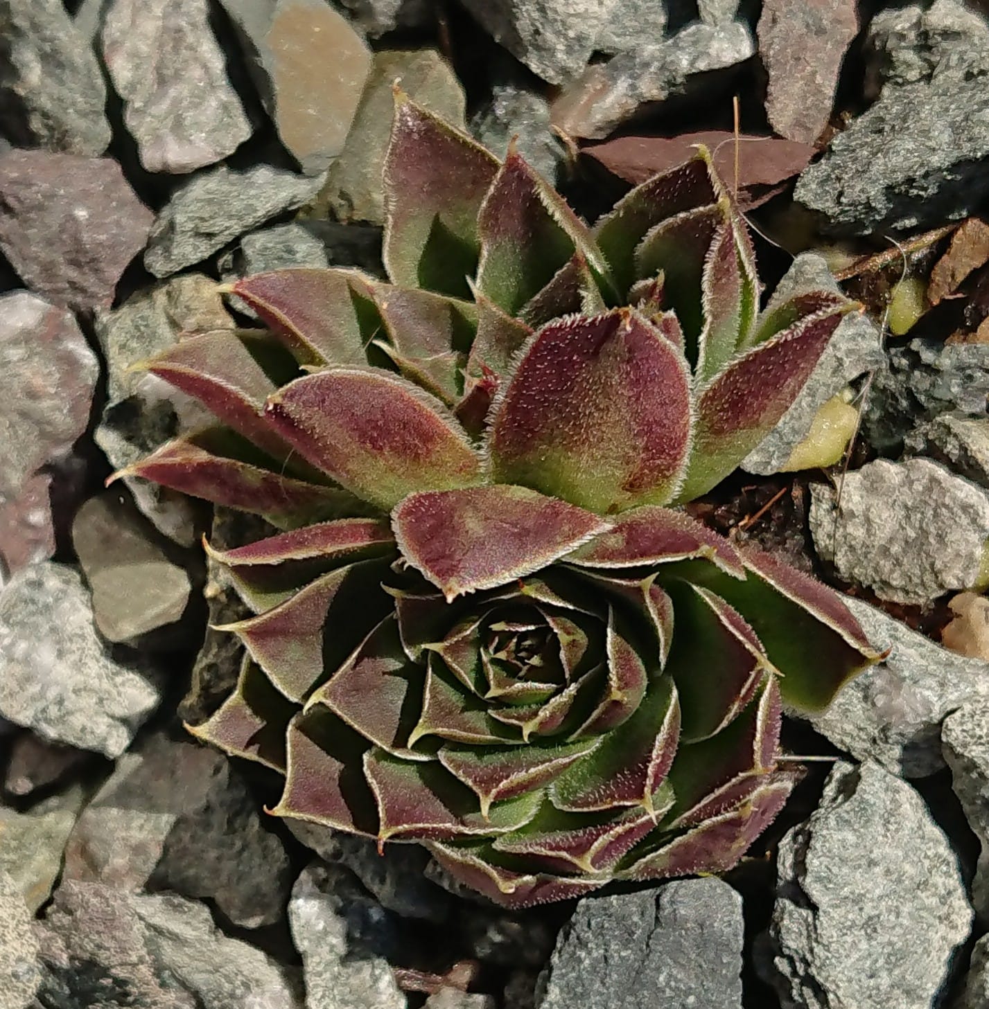 Anyuta