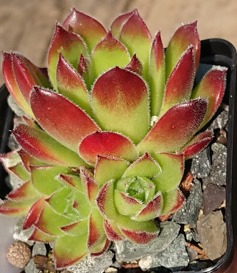 Astelarra 