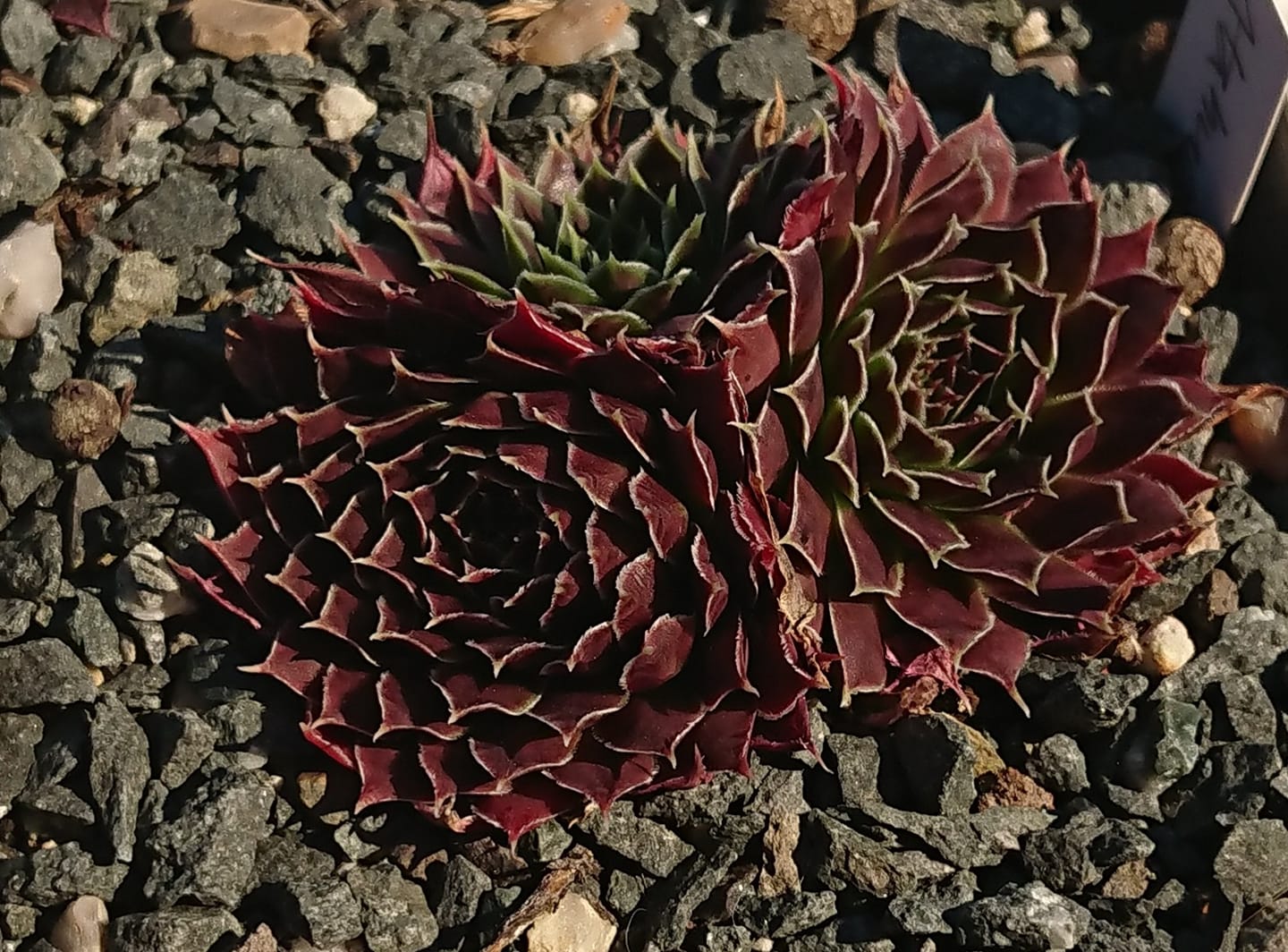 Atahualpa