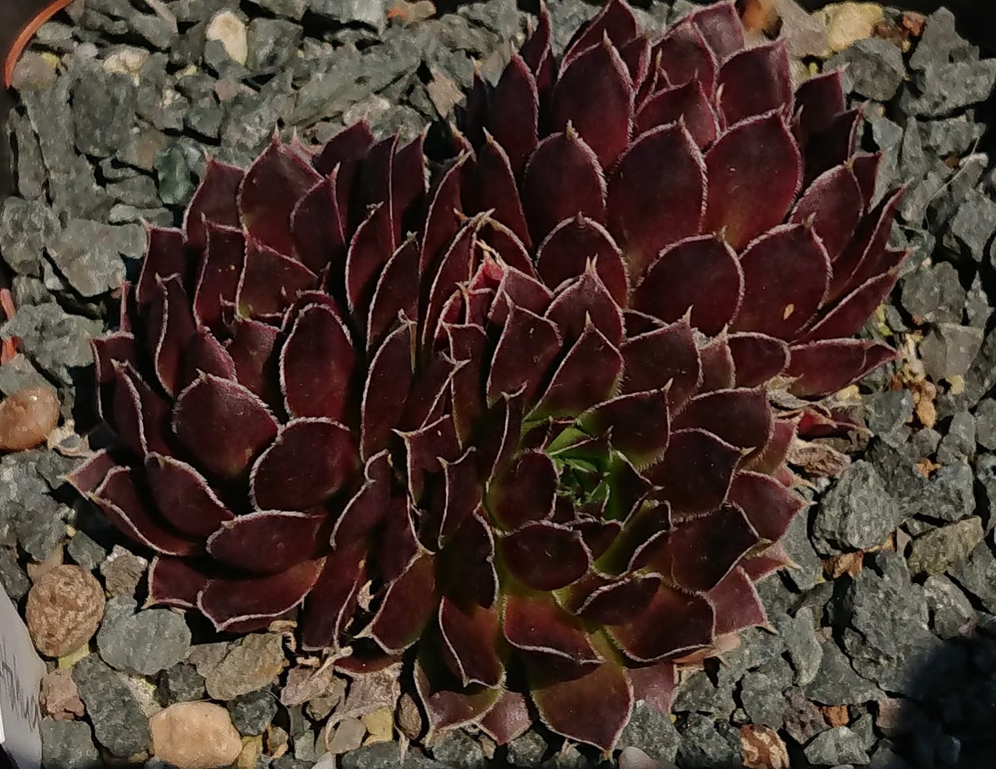Atahualpa
