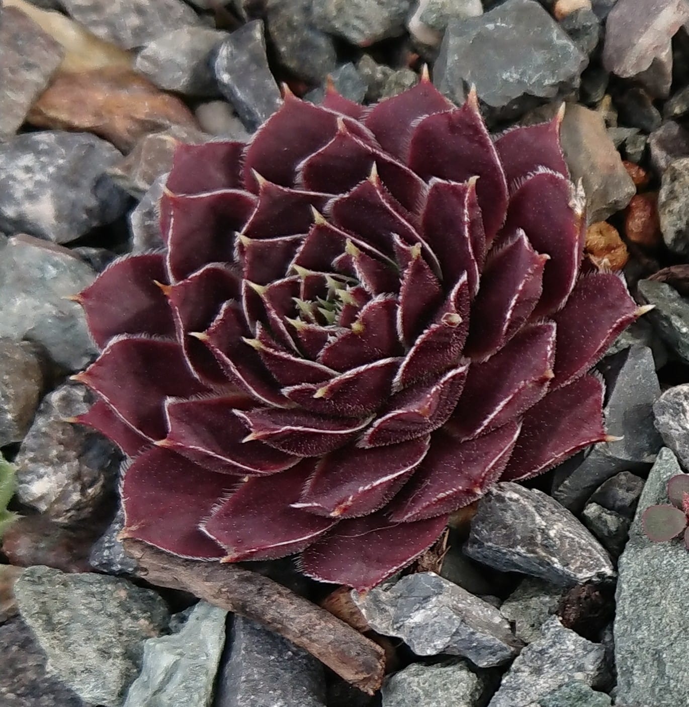 Bat-Cheva