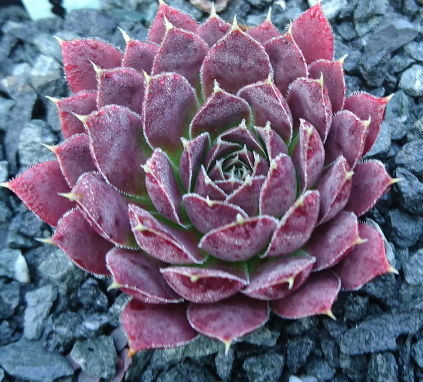 Bloodstone