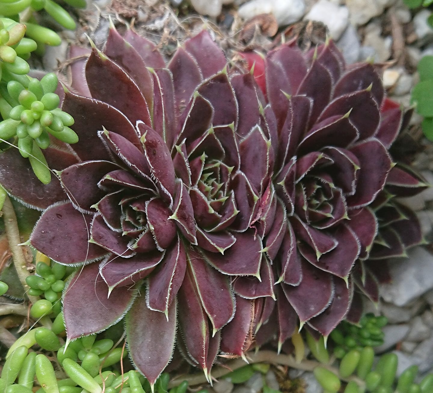 Bloodstone