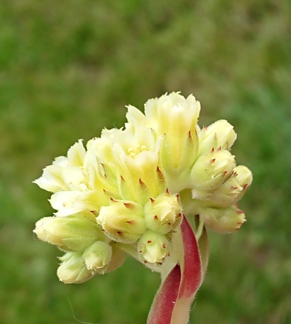 Boerka