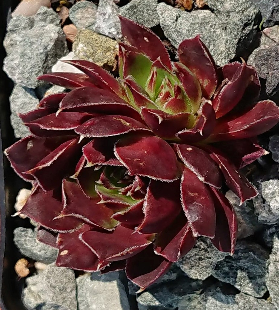Boraccio