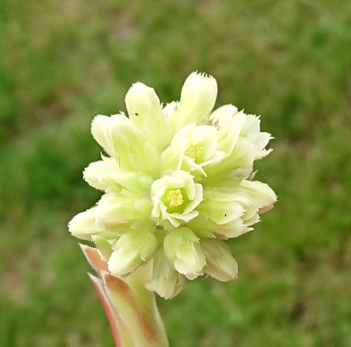 Bregina