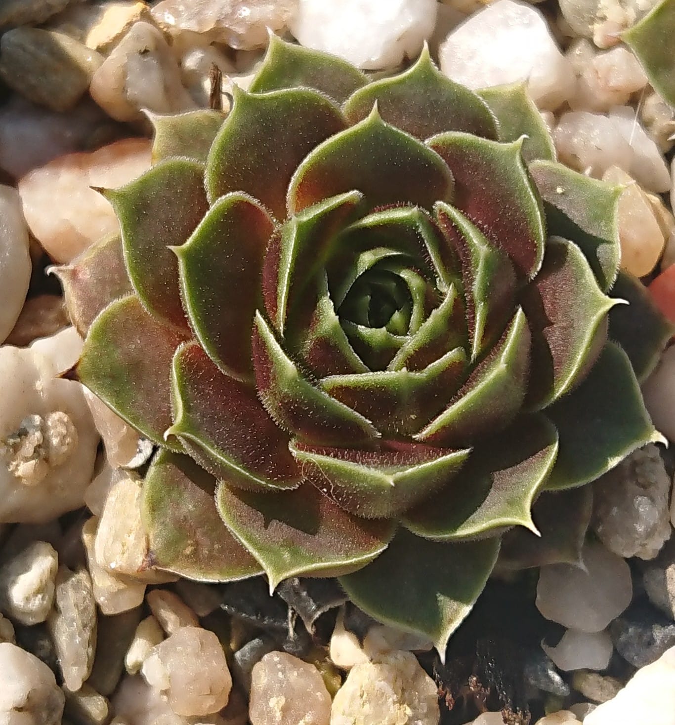 Comanchera