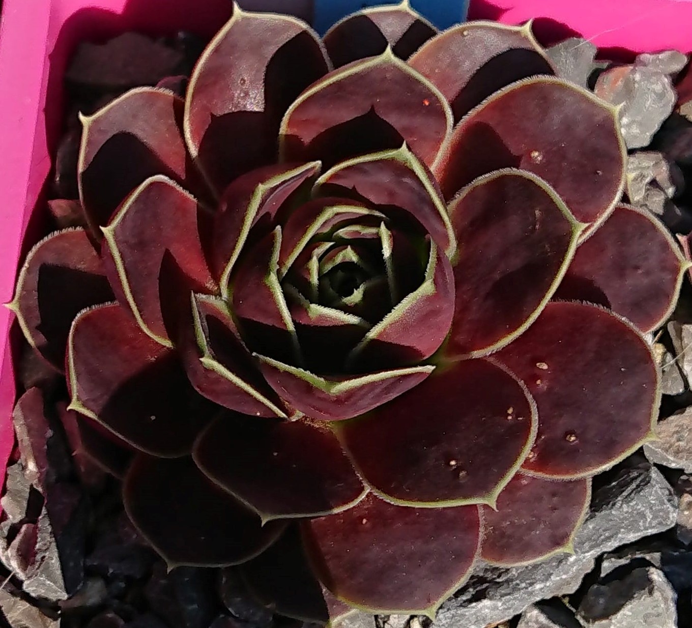 Dafrosa