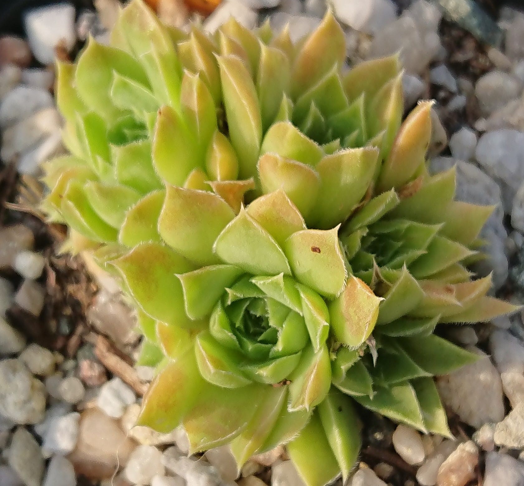 Eastern Star