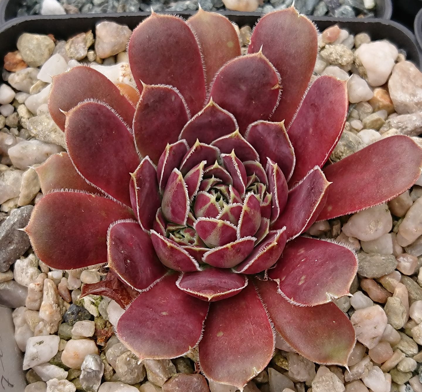 Elise