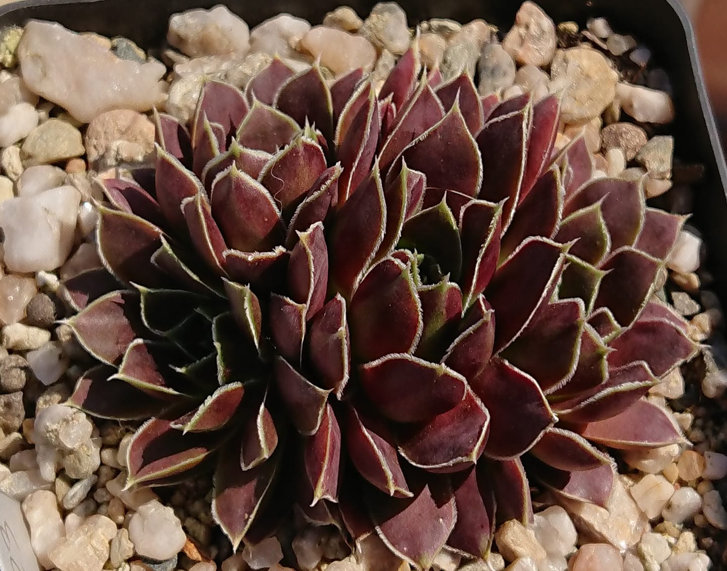 Elise