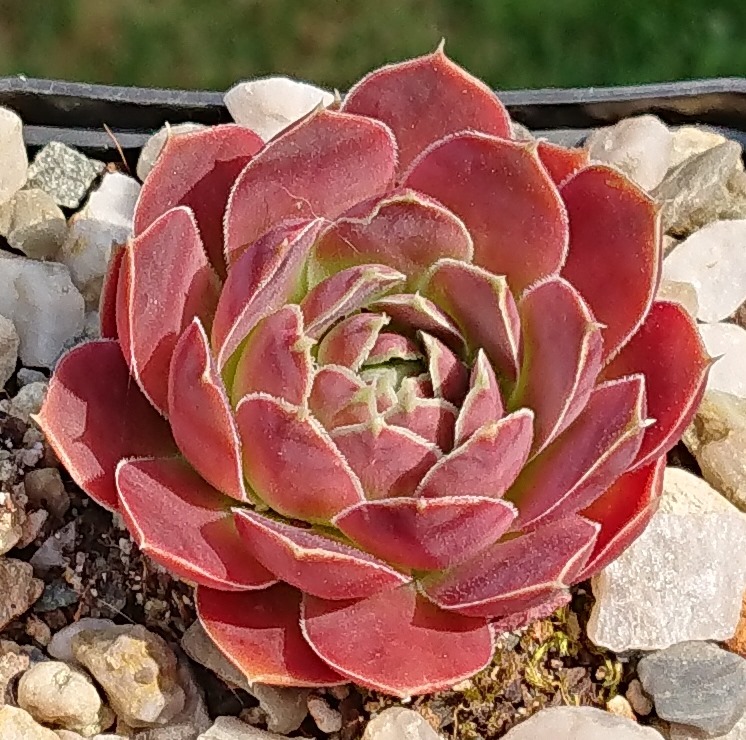 Felicica