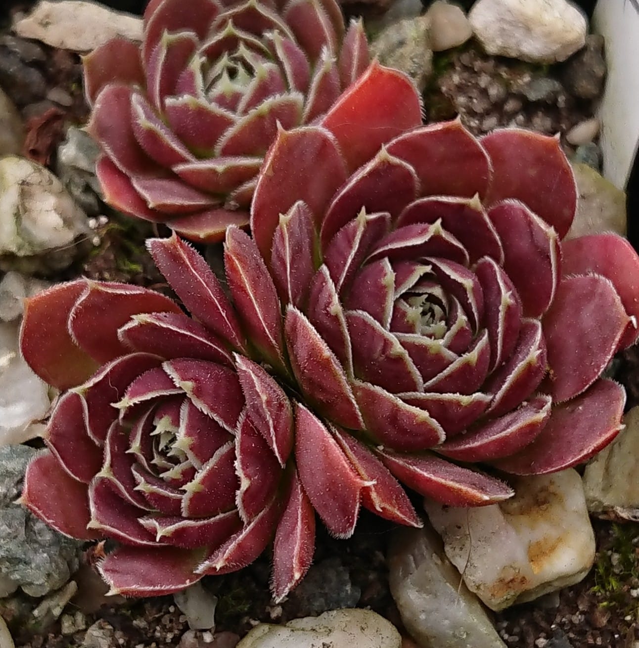 Felicica