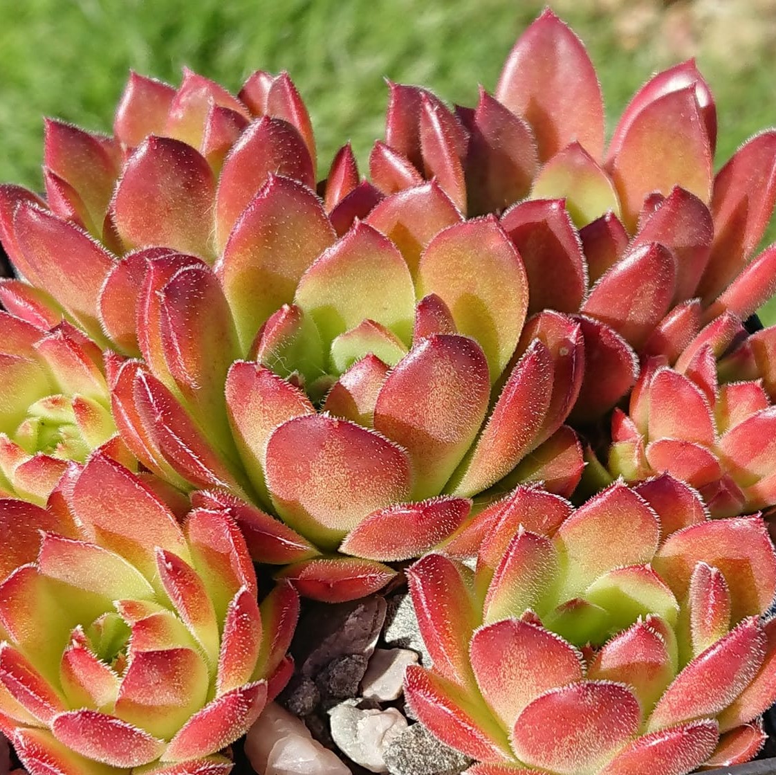 Flammenmeer