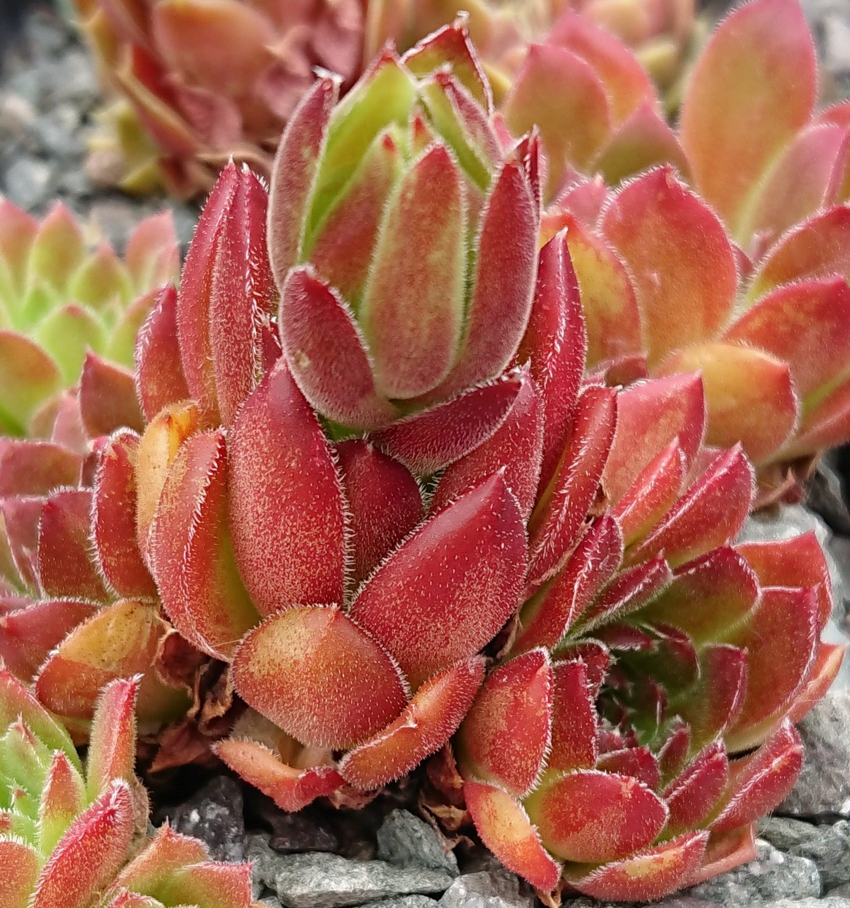 Flammenmeer